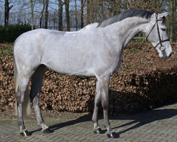 Springpferd Miller (KWPN (Niederländisches Warmblut), 2017, von Cohinoor VDL)