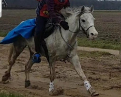 horse Summerbee na Sinda (Arab half breed / Partbred, 2012, from Siddhi du Vivarais ox)