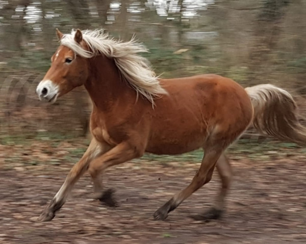 horse Amos (Haflinger, 2020, from Abendwind)