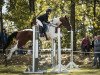 Springpferd Classic Jolly Jumper (Deutsches Reitpony, 2011, von Convoi's Gipsy)