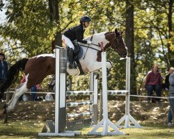 jumper Classic Jolly Jumper (German Riding Pony, 2011, from Convoi's Gipsy)