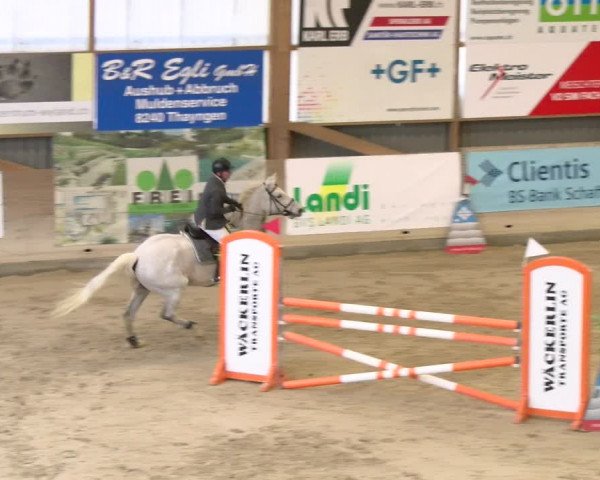 Reitturnier Schaffhausen 2024