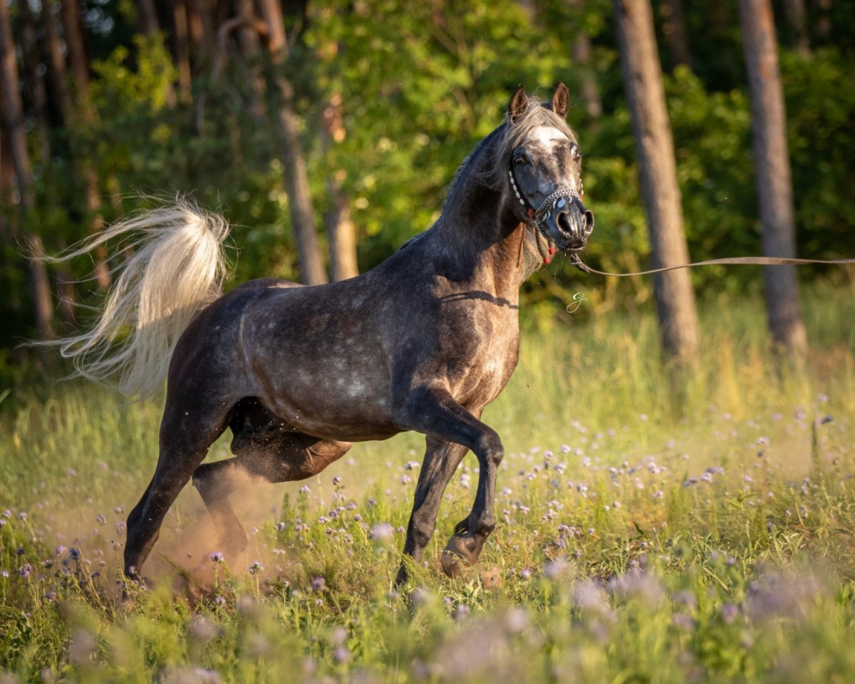 horse Intisar Shamsu Nader (Arabian purebred, 2015, from NK Nadeer ox)