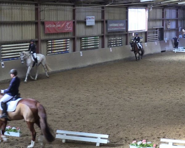 Reitturnier Springe 2024