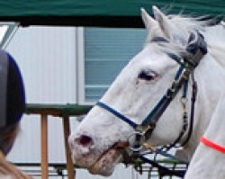 broodmare Chantelle Skips Jubilante (Little German Riding Horse, 1997, from Skips Jubulant Lad)