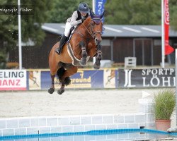 jumper Calina (Zangersheide riding horse, 2011, from Chippendale Z)