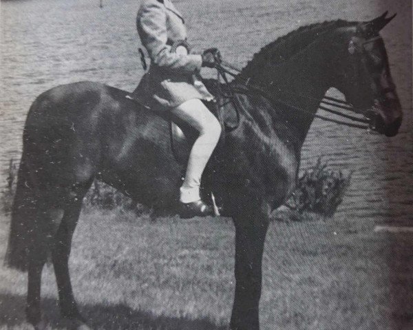 Zuchtstute Eyebrook Jessica (British Riding Pony, 1980, von Solway North Wind)