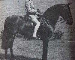 Zuchtstute Eyebrook Jessica (British Riding Pony, 1980, von Solway North Wind)