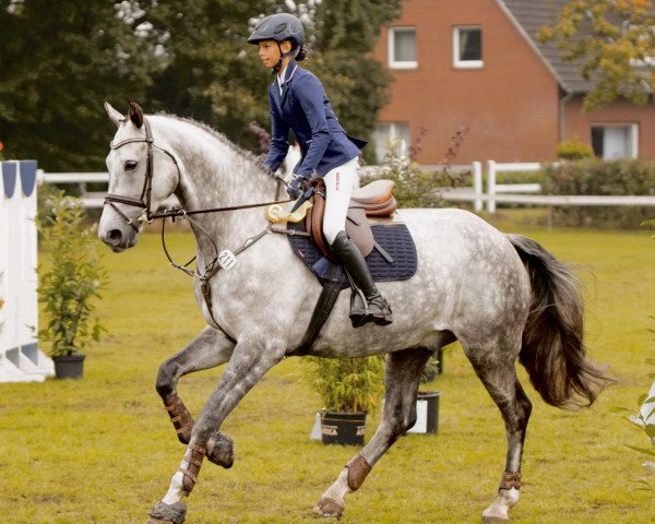 dressage horse Cliocetto (Oldenburg, 2016, from Chuck Berry 6)