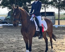 jumper Solero R (German Riding Pony, 2018, from Szenario)