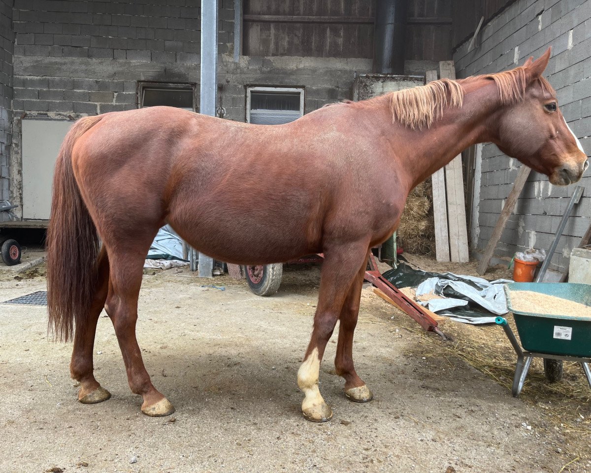 Zuchtstute Bilitis de Vesram (KWPN (Niederländisches Warmblut), 2011, von Mermus R)