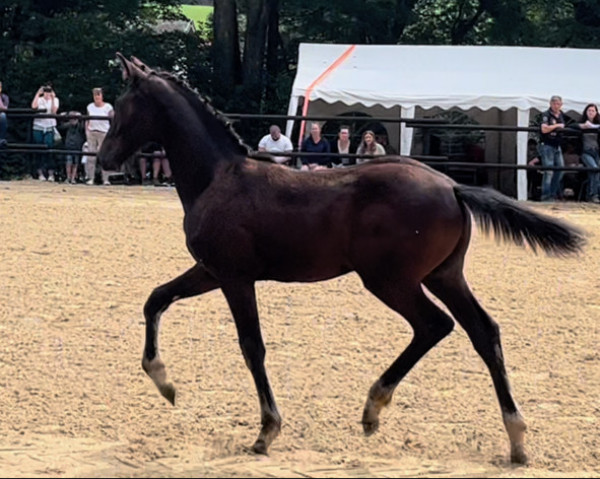 dressage horse Sir Delano GK (Austrian Warmblood, 2022, from Sir Bedo)