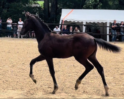 horse Sir Delano GK (Österreichisches Warmblut, 2022, from Sir Bedo)