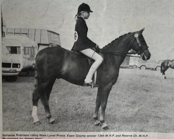 Deckhengst Nova Lunar Prince (British Riding Pony, 1971, von Vircar xx)