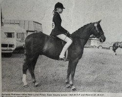 stallion Nova Lunar Prince (British Riding Pony, 1971, from Vircar xx)