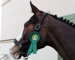 jumper Carla California (German Sport Horse, 2018, from Carleyle)