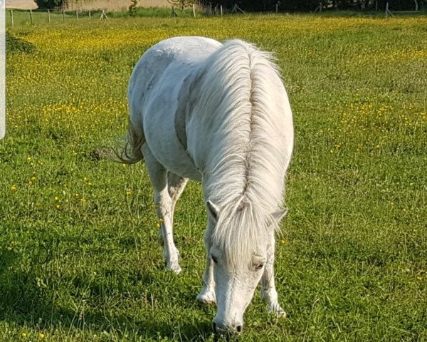 Pferd Fara (sonstiges Pony, 1999, von Athos)