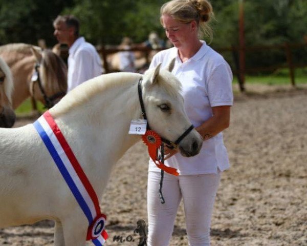 Pferd Undine van stal Happy (Fjordpferd, 2023, von Jakobgardens Junar)