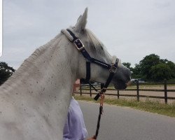 horse Sidhima na Sinda (Arabian thoroughbred, 2007, from Siddhi du Vivarais ox)