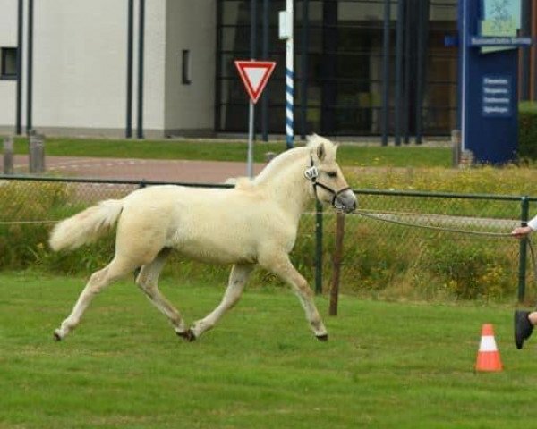 Pferd Thyra (Fjordpferd, 2022, von Neral)