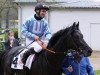 stallion Elegant Maximus xx (Thoroughbred, 2018, from Maxios xx)