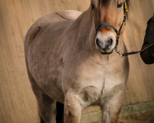 horse Pel (Fjord Horse, 2019, from Jelte)