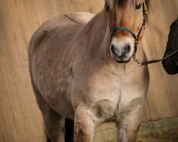 Pferd Pel (Fjordpferd, 2019, von Jelte)