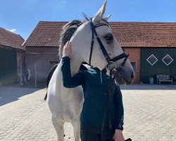 Springpferd White Lace (KWPN (Niederländisches Warmblut), 2011)