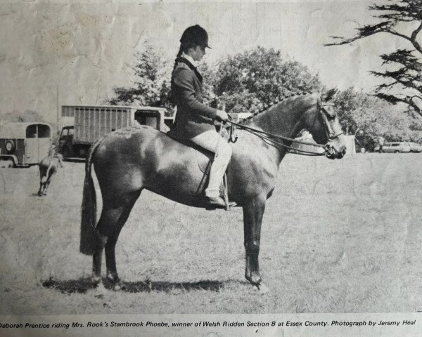 Zuchtstute Stambrook Phoebe (Welsh Pony (Sek.B), 1975, von Glansevin Melick)