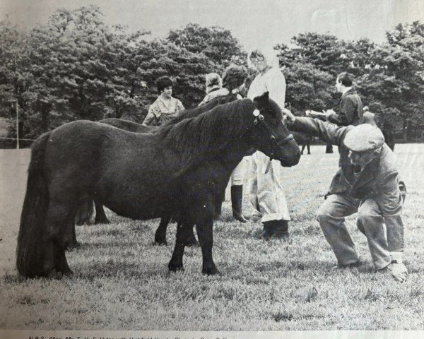 horse Highfield Ursula (Shetland Pony, 1977, from Ebenezer of Wetherden)