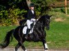 dressage horse Star of Delight (Rhinelander, 2010, from Silberschmied)