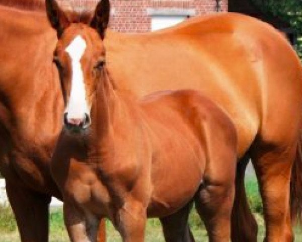 horse James de Lizami (Belgian Warmblood, 2009, from C'est la Vie)