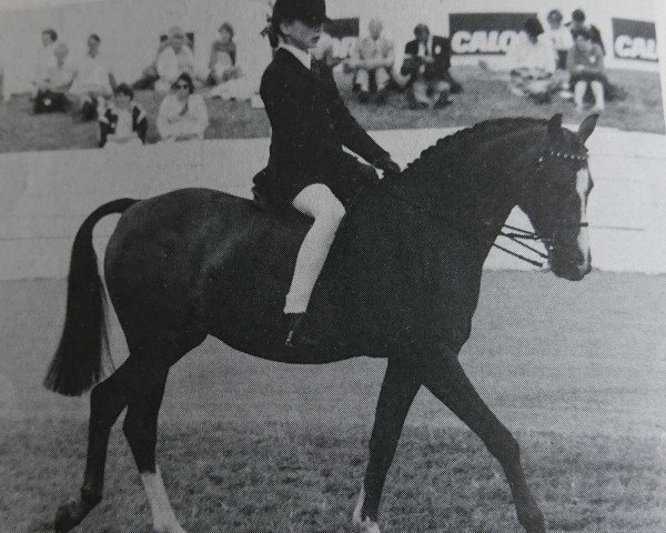 broodmare Crimchard Tenakoe (British Riding Pony,  )