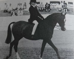 Zuchtstute Crimchard Tenakoe (British Riding Pony,  )