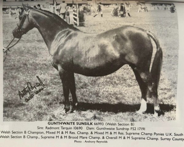 broodmare Gunthwaite Sunsilk (Welsh-Pony (Section B), 1980, from Radmont Tarquin)