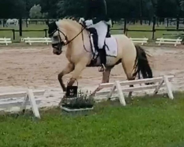 dressage horse Dantino WS (German Riding Pony, 2018, from Dating At NRW)