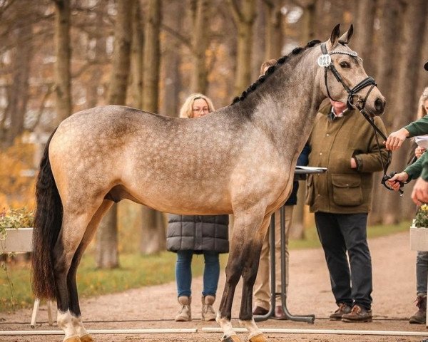 Dressurpferd Darino WS (Deutsches Reitpony, 2021, von Dating At NRW)