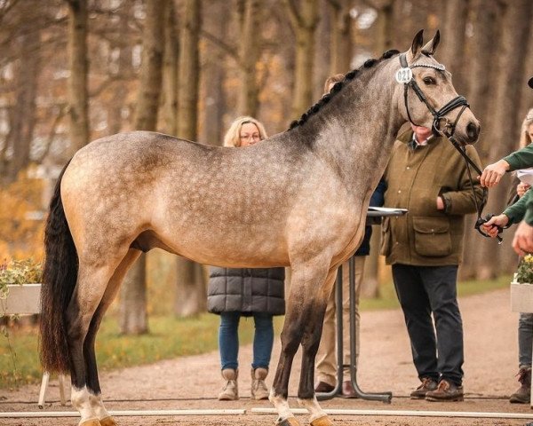 dressage horse Darino WS (German Riding Pony, 2021, from Dating At NRW)