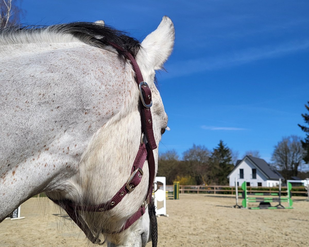 jumper Coeur de Pirate 4 (Oldenburg show jumper, 2015, from Coupe de Coeur 2)
