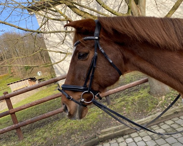 dressage horse King Olav (unknown,  )