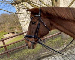 dressage horse King Olav (unknown,  )