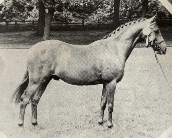 horse Roseisle Glenalmond (British Riding Pony, 1976, from High Count)