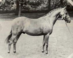 Pferd Roseisle Glenalmond (British Riding Pony, 1976, von High Count)