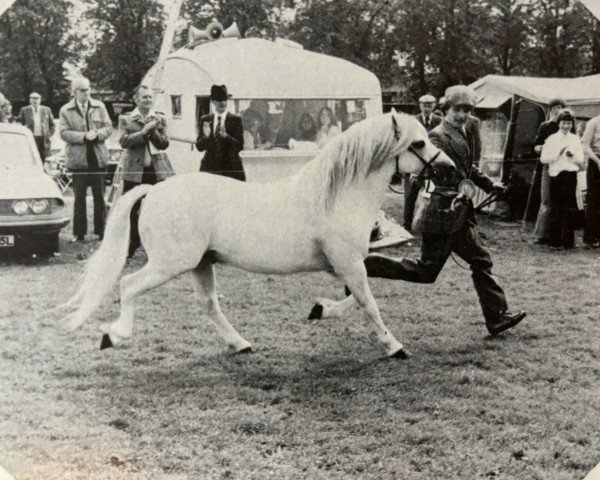 stallion Penllyn Tricorne (Welsh mountain pony (SEK.A), 1970, from Clan Pip)