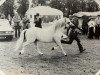 stallion Penllyn Tricorne (Welsh mountain pony (SEK.A), 1970, from Clan Pip)
