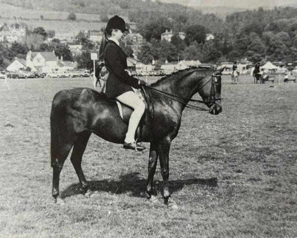 Zuchtstute Keston Virginia (Welsh Partbred, 1972, von Wingrove Minkino)