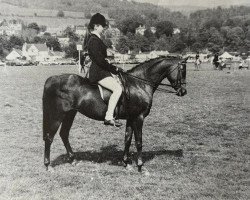 broodmare Keston Virginia (Welsh Partbred, 1972, from Wingrove Minkino)