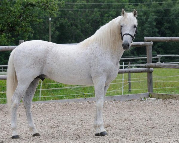 stallion Naviero 3 (Pura Raza Espanola (PRE), 1999, from Colombiano II)