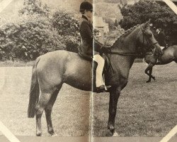 Pferd Rathkenny Gypsy Moth (Arabisches Halbblut / Partbred, 1961, von Romany Rye)