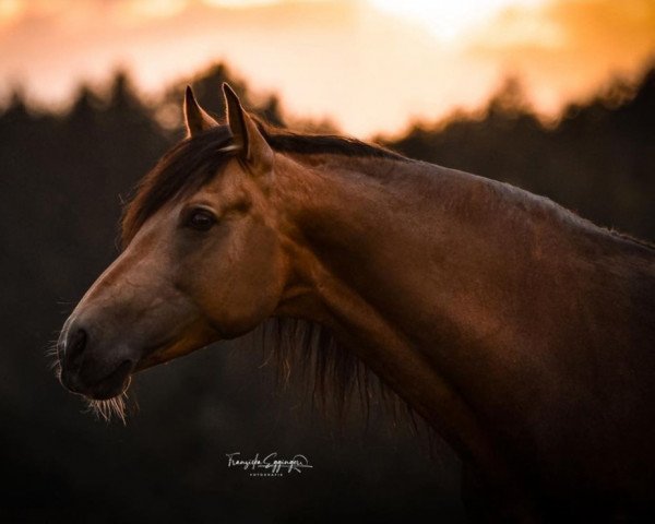 stallion Leonhards Quentino (Leonharder,  )